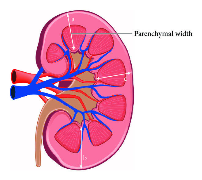 Kidney Anatomy: The Amazing Role in Fluid Balance (2024 Guide)